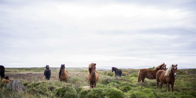 全球化品牌如何打造酷标志：本土化LOGO设计策略与品牌策划智慧