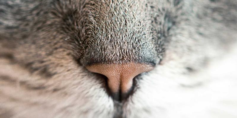 标识设计27：从酷标志到品牌灵魂，VI设计如何塑造卓越品牌形象