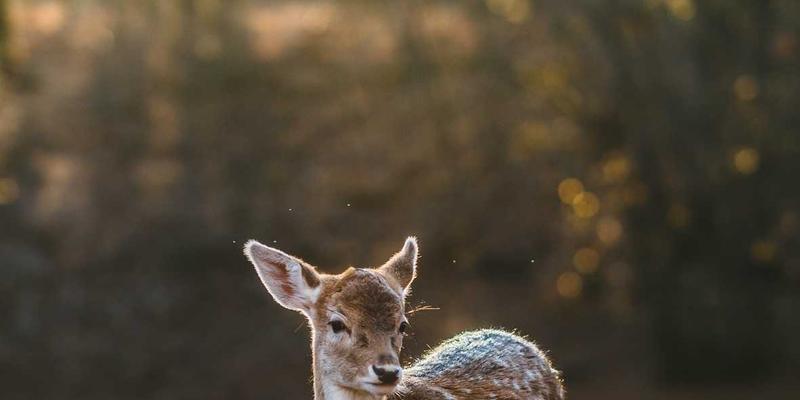 标识设计52：从酷标志到品牌灵魂的深度解码