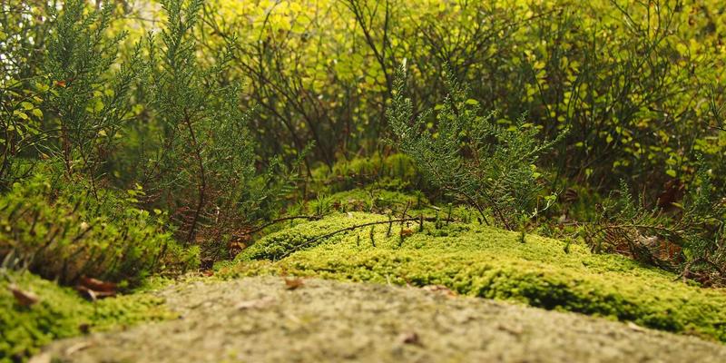 标识设计的法律边界：规避侵权风险与打造酷标志的实用指南